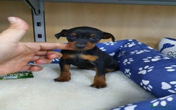 Pinscher Miniatura perros en venta: Pinscher miniatura  - Imagen 5