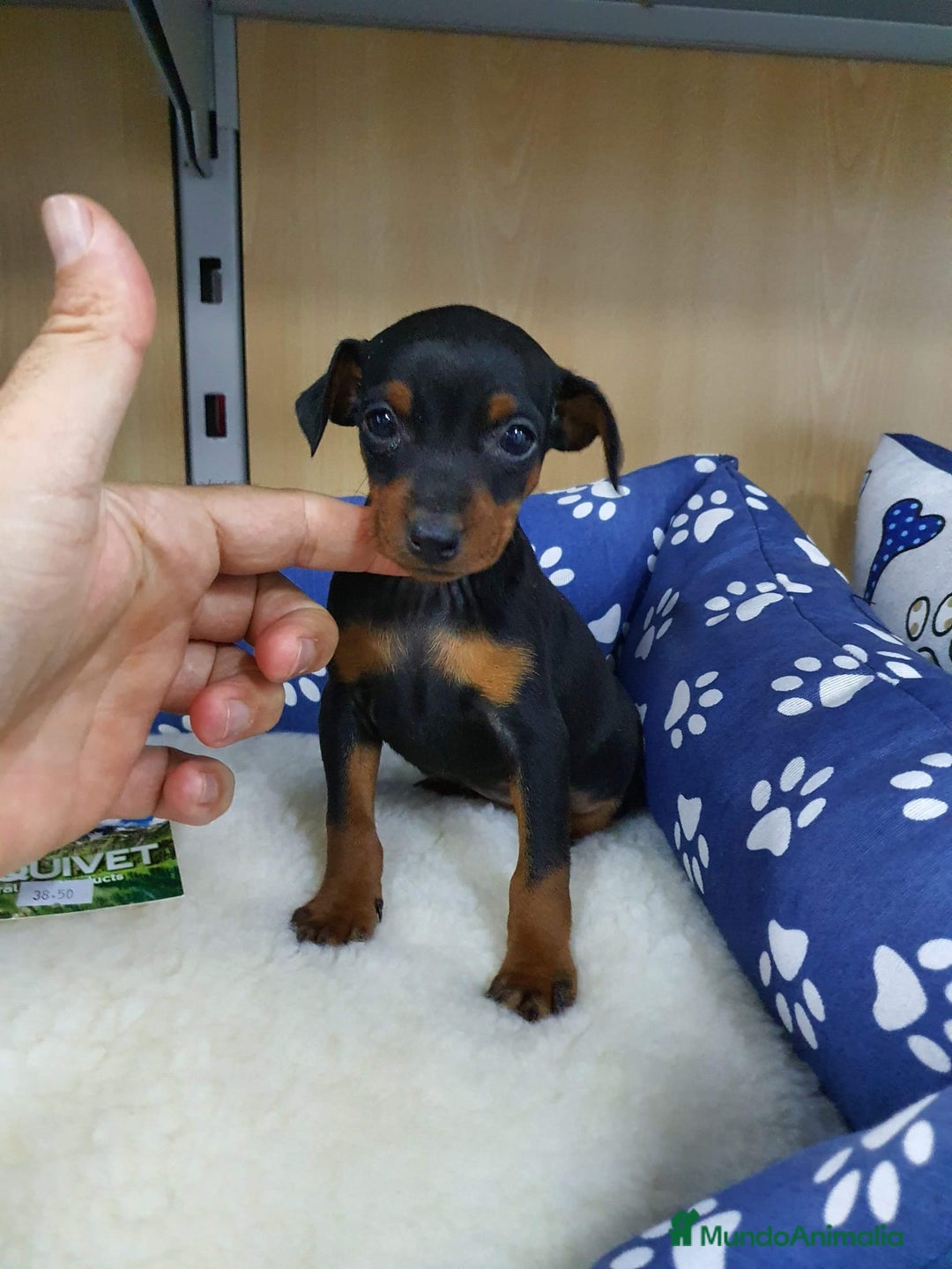 Pinscher Miniatura perros en venta: Pinscher miniatura  - Imagen 5