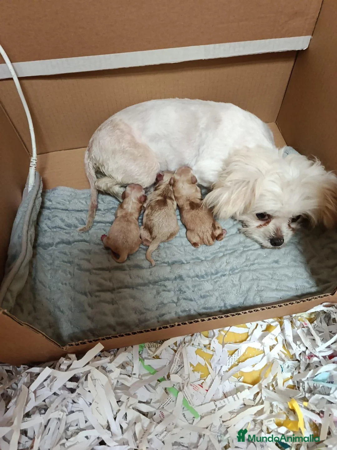 Maltipoo perros en venta: MALTIPOO - Anuncio 2