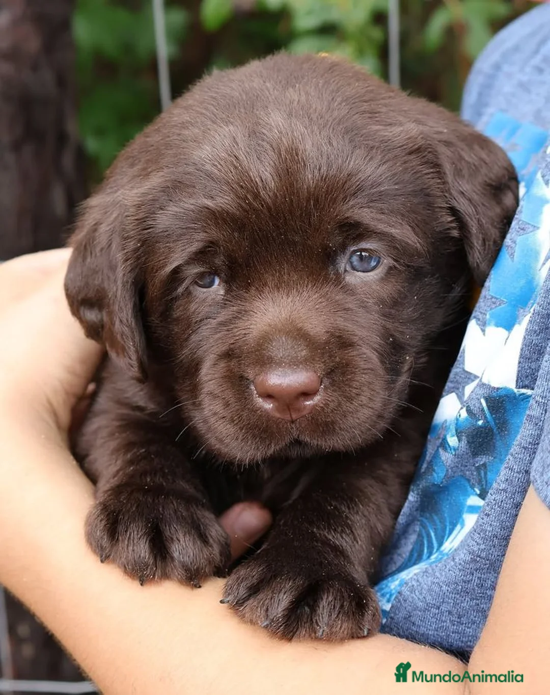 Labrador Retriever perros en venta: Cachorros Labrador  disponibles Financiación  - Anuncio 2