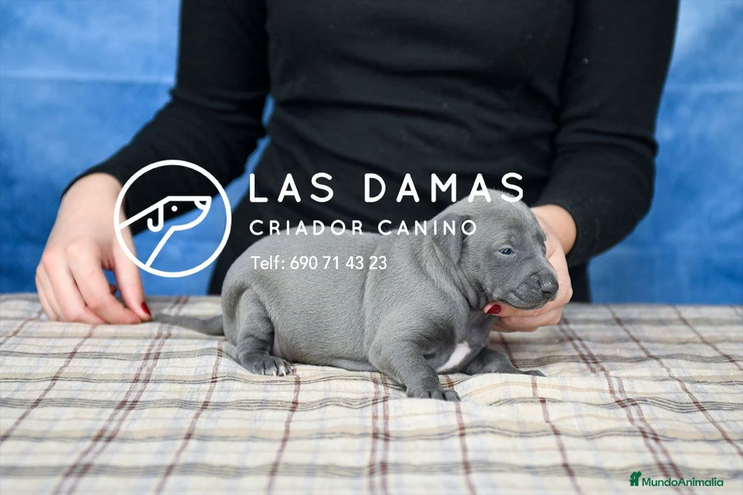 Pequeño Lebrel Italiano perros en venta: Macho piccolo lebrel italiano - Anuncio 2