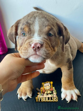 American Bully perros en Cantabria - Anuncio 3