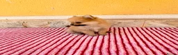 Pomerania perros en venta: Pomerania toy  - Anuncio 6