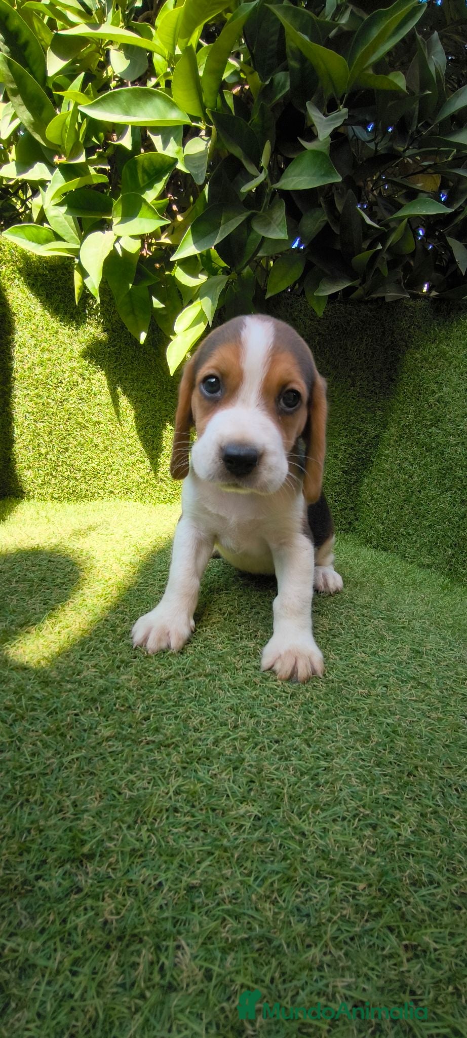 Beagle perros beagles tricolor 2 machos  - Anuncio 1