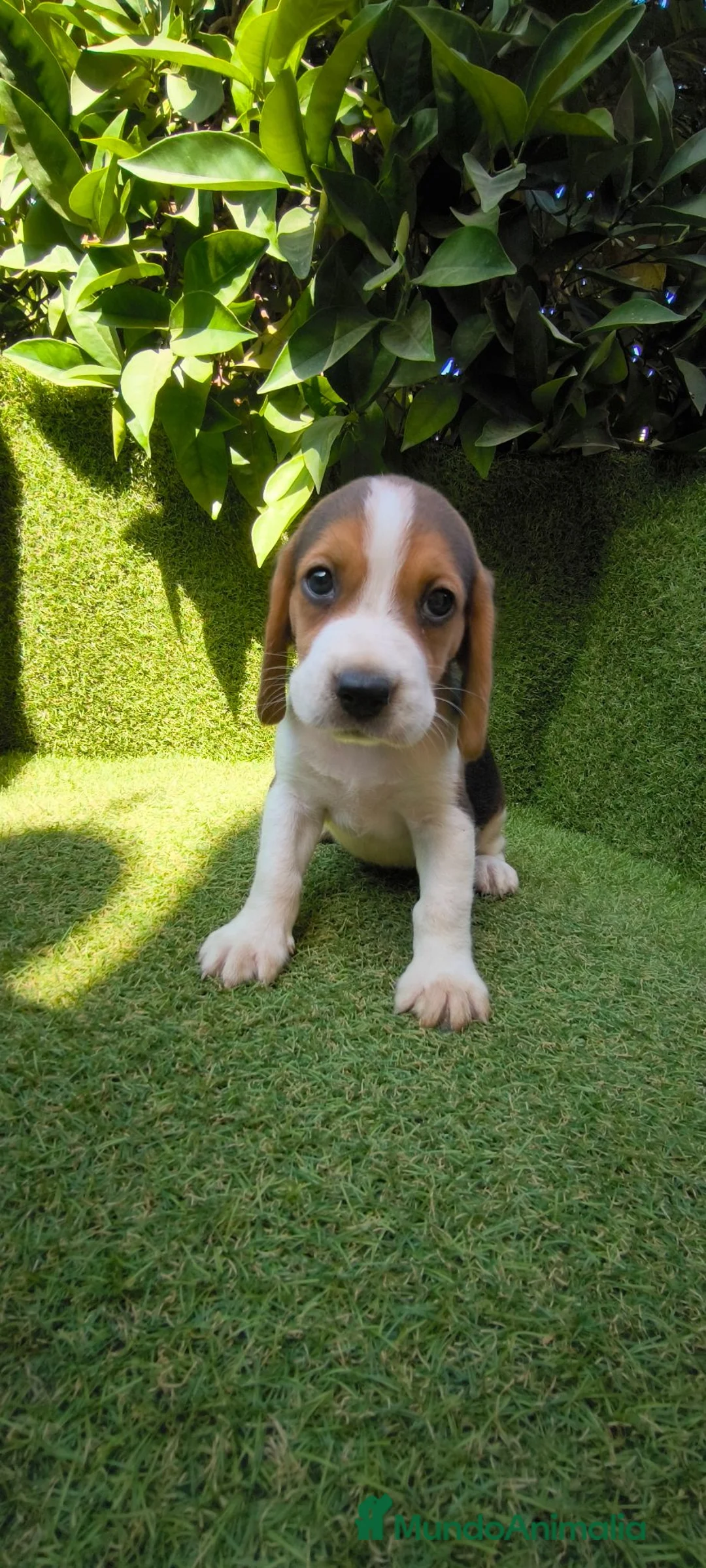 Beagle perros en venta: beagles tricolor 2 machos  - Anuncio 1