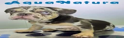 Bulldog Francés perros en venta: Bulldog Frances Macho (ref 9811) - Anuncio 7