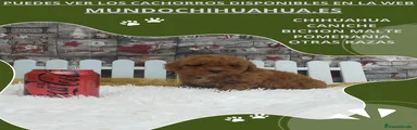 Caniche Toy Cachorro 5