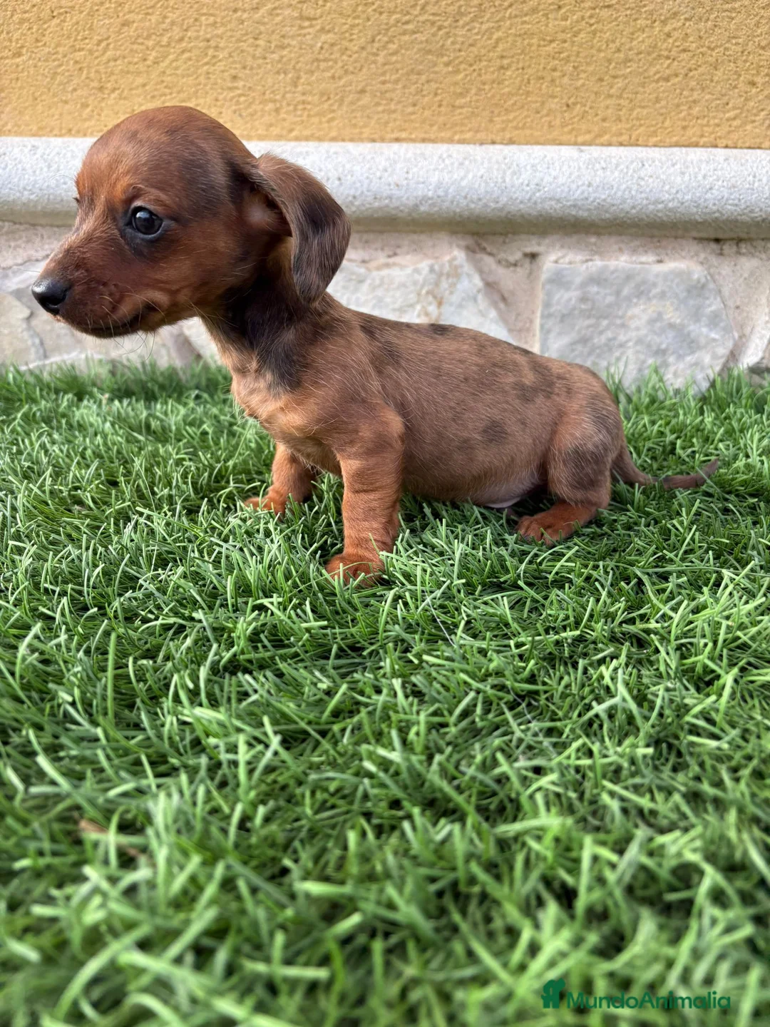 Teckel Miniatura perros en venta: Teckel Kaninchen espectacular cachorro - Anuncio 11