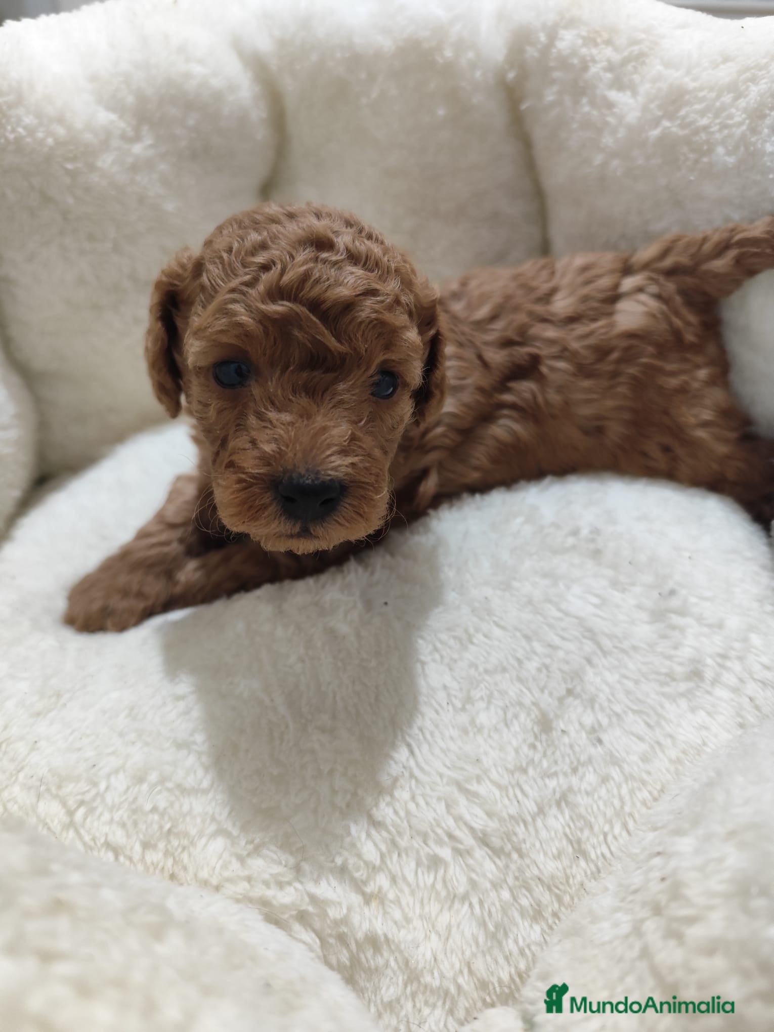 Caniche Toy perros en venta: Caniche Toy - Anuncio 1