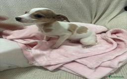 Chihuahua perros en venta: Chihuahua cabeza venado  - Imagen 6
