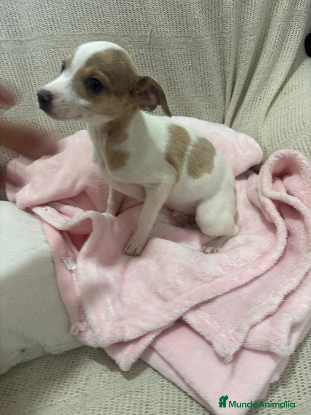 Chihuahua perros en venta: Chihuahua cabeza venado  - Imagen 6