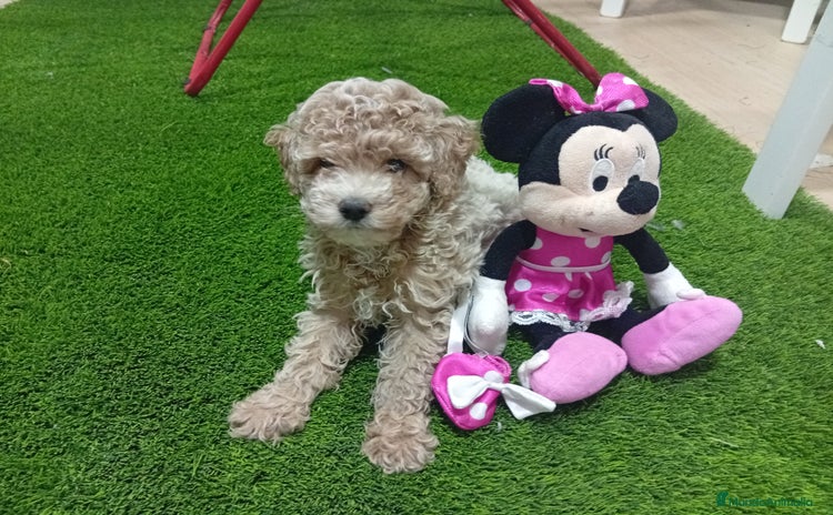 Maltipoo perros - Anuncio 3