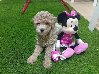 Maltipoo perros - Anuncio 3