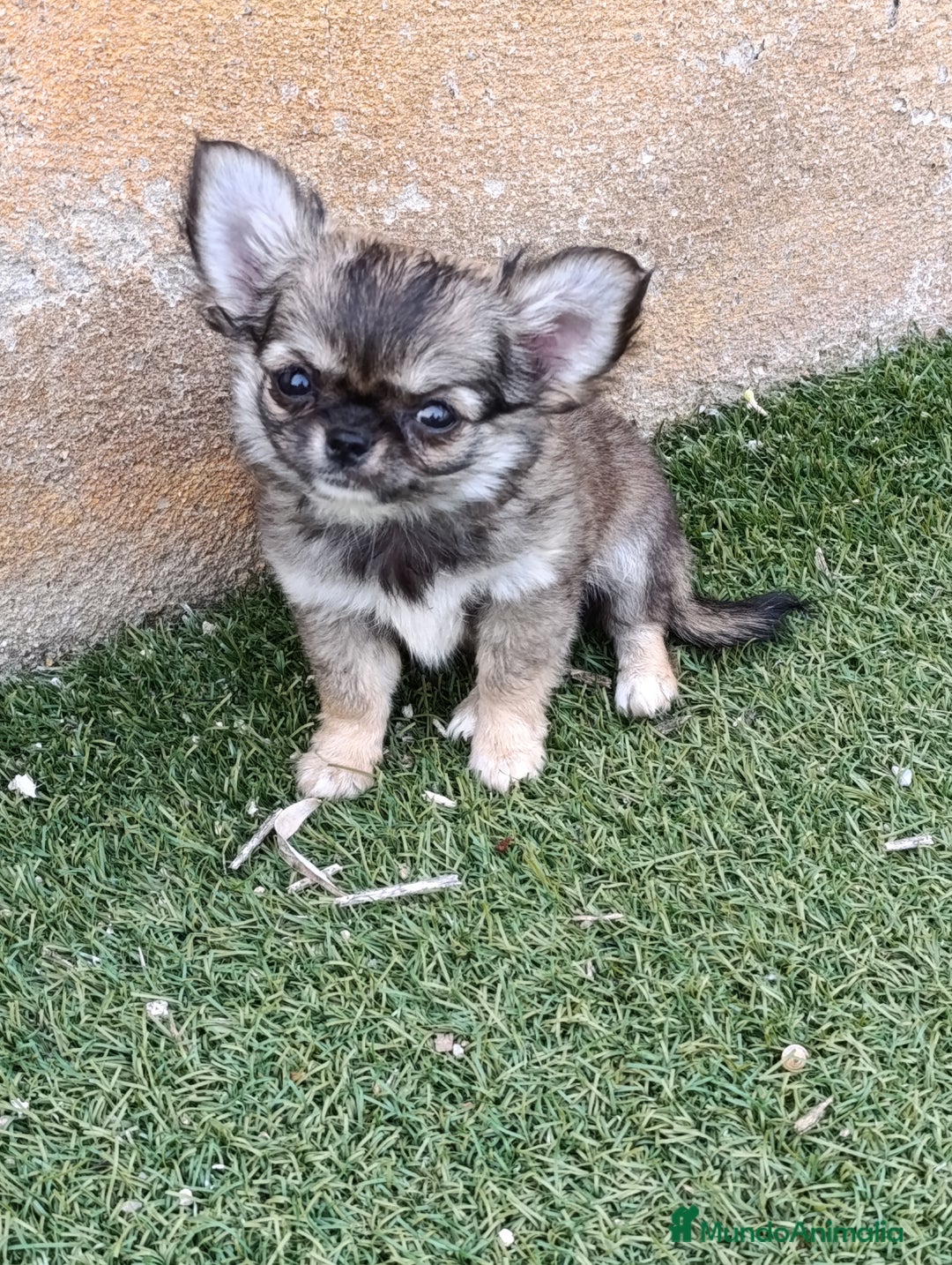 Chihuahua perros en venta: chihuahua pelo lrgo - Imagen 3