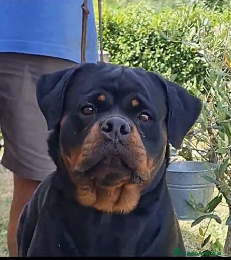 Imagen de galería {{count}}