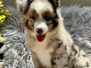 Pastor Australiano perros Pastor australiano merle - Anuncio 30