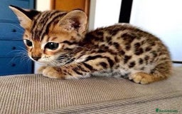 Bengalí gatos en venta: Bengalí gatita disponible preciosa - Imagen 1