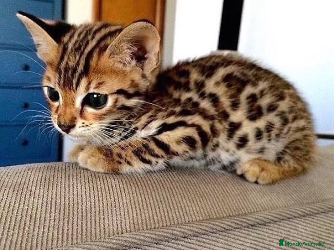 Bengalí gatos en venta: Bengalí gatita disponible preciosa - Imagen 1