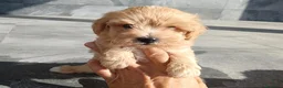 Maltipoo perros en venta: Maltipoo  - Anuncio 3