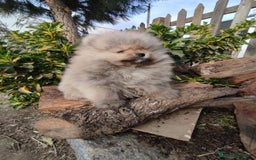Pomerania perros en venta: Lindo bebé de Pomerania Toy - Imagen 3