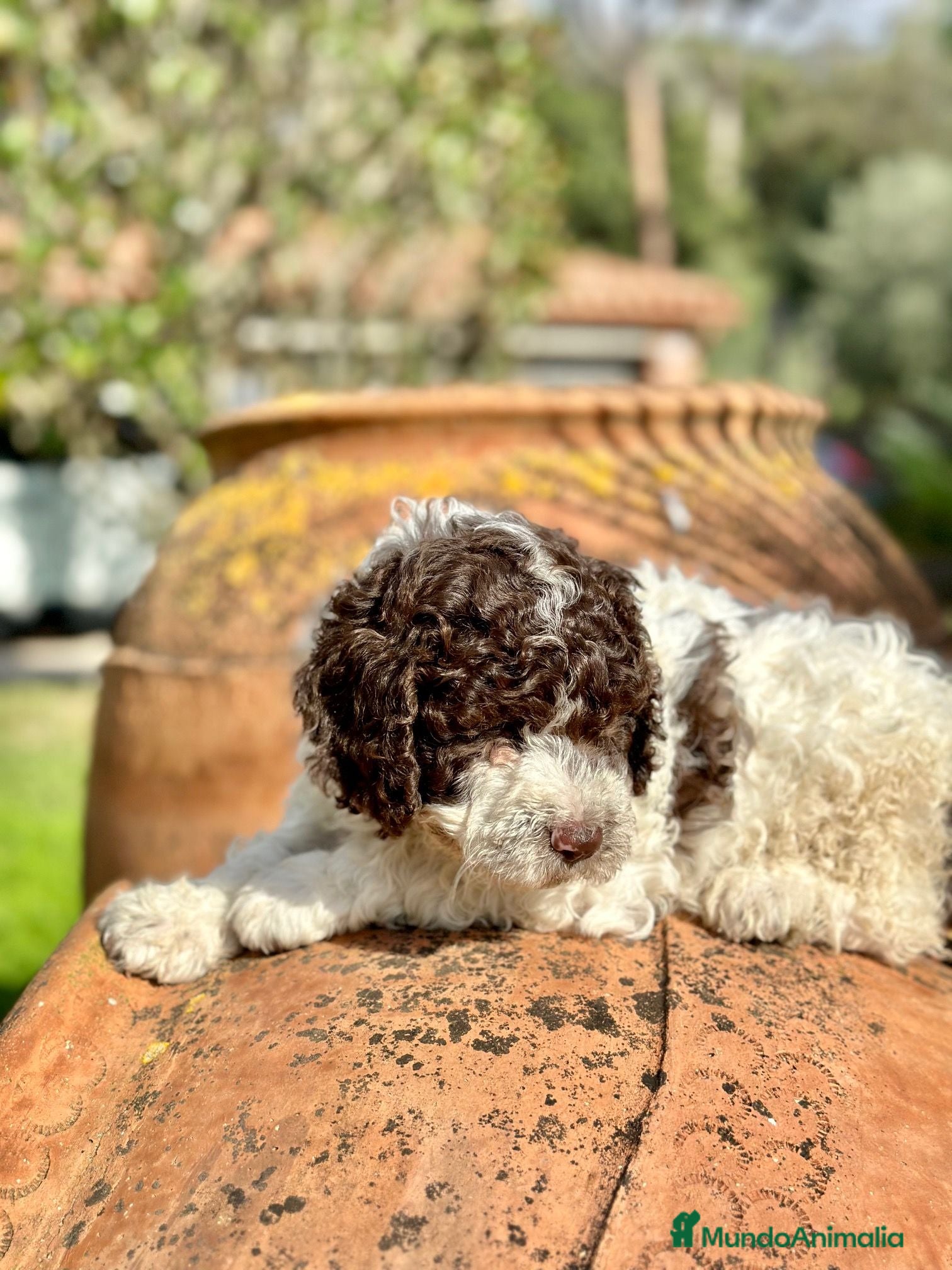Perro de Agua Español perros Perro de Aguas - Anuncio 1