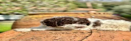Perro de Agua Español perros en venta: Perro de Aguas - Anuncio 1