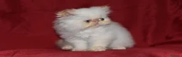 Persa gatos en venta: 💙 GATITOS PERSA HIMALAYOS 🤍 - Anuncio 3
