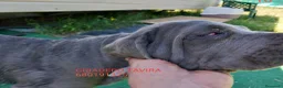 Mastín Napolitano perros en venta: Cachorrito precioso - Anuncio 5