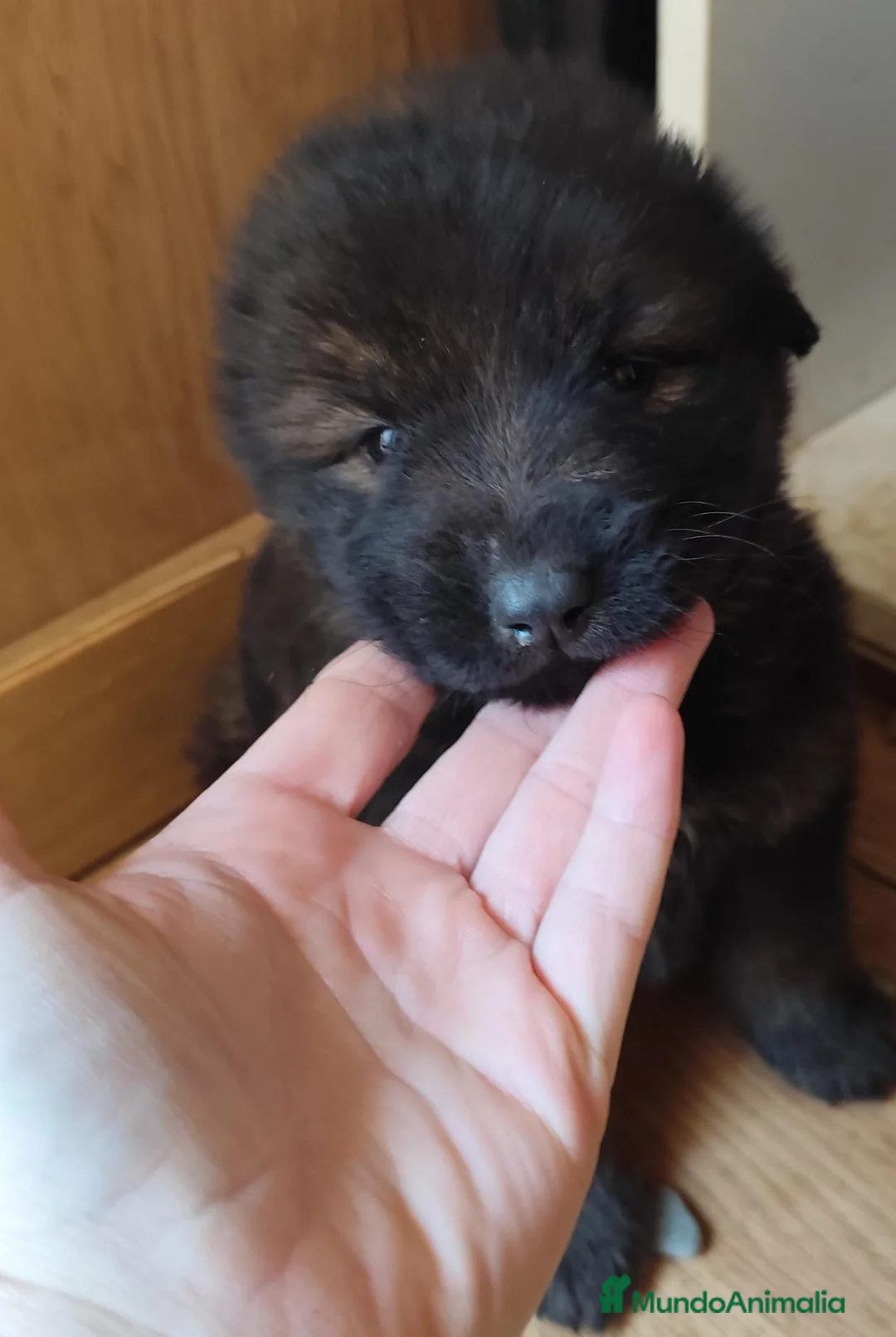 Raza Mixta perros en venta: Se regalan perros cruzados  - Anuncio 2