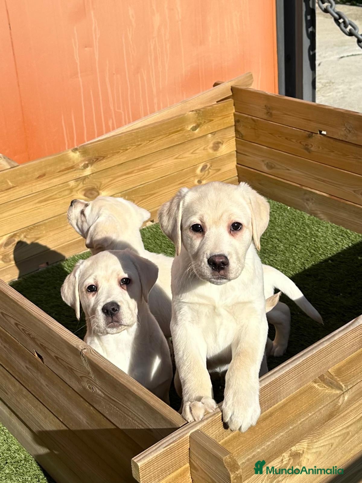 Labrador Retriever perros LABRADORES CREMA en Barcelona - Anuncio 29