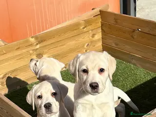 Labrador Retriever perros LABRADORES CREMA en Barcelona - Anuncio 4