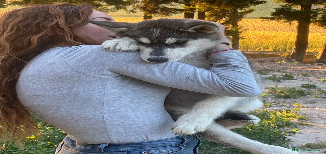 Imagen de galería {{count}}