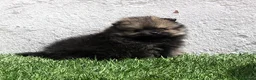 Pomerania perros en venta: Pomerania  - Anuncio 13