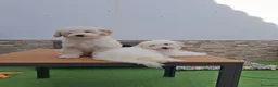 Caniche Enano perros en venta: Caniche enano. - Anuncio 2