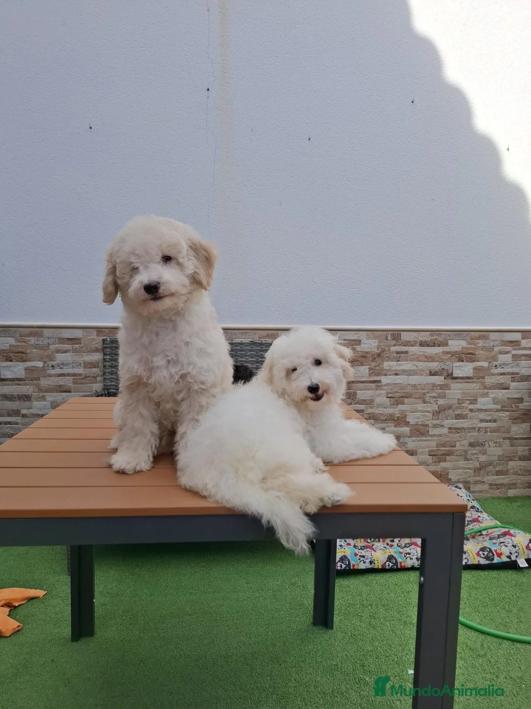 Caniche Enano perros en venta: Caniche enano. - Anuncio 2