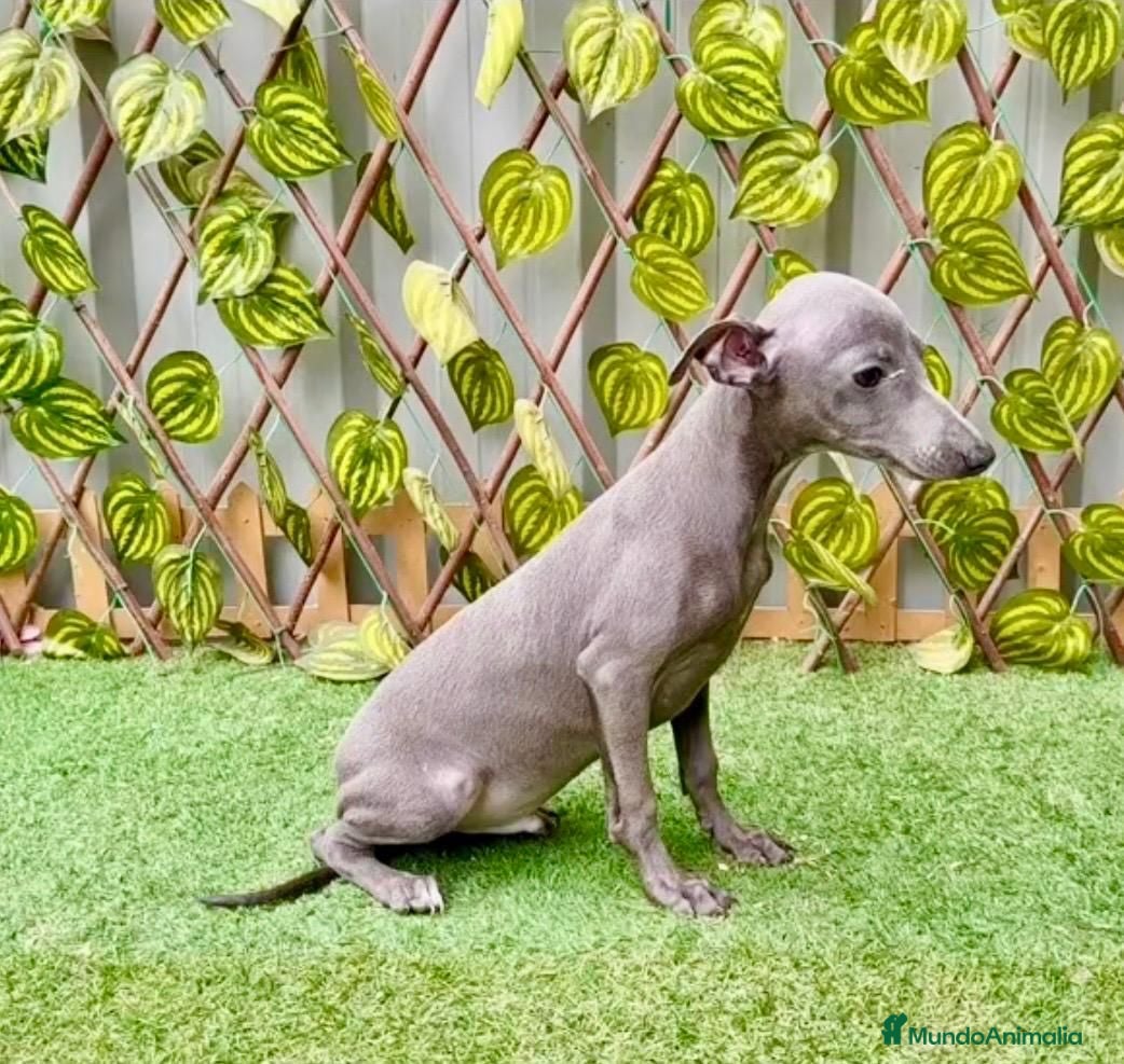 Pequeño Lebrel Italiano perros Piccolo italiano - Anuncio 2