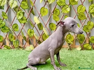 Pequeño Lebrel Italiano perros Piccolo italiano - Anuncio 3