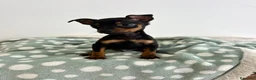 Pinscher Miniatura perros en venta: Pinscher miniatura  - Anuncio 5