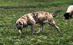 Mastín Español perros en venta: Mastín Español Tradicional Ganadero - Imagen 6