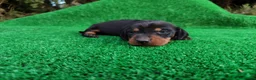 Teckel Miniatura perros en venta: Teckel kanichen negro fuego Macho  - Anuncio 1