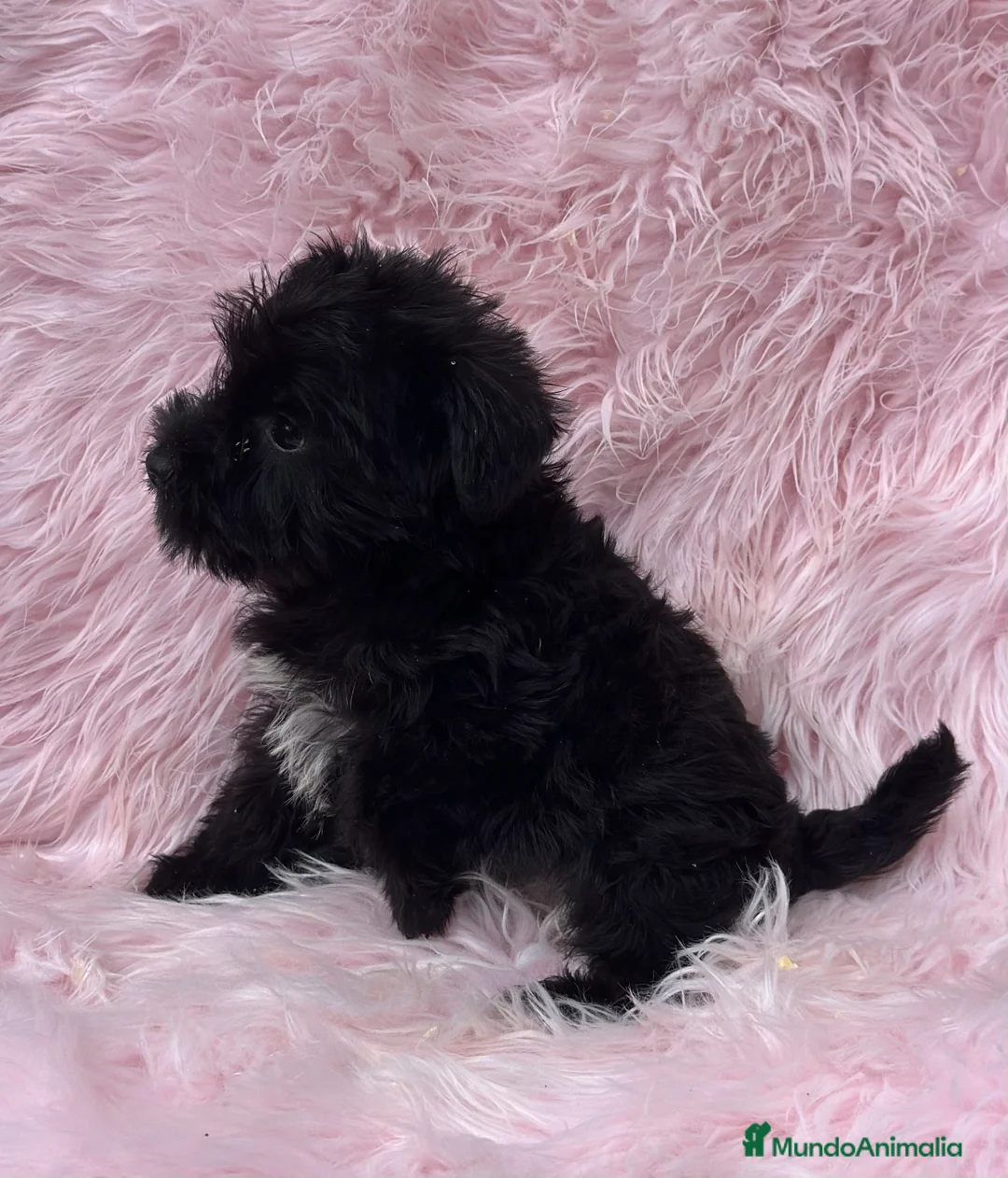 Schnauzer Miniatura perros en venta: SCHNAUZER HEMBRA DISPONIBLE en Barcelona - Anuncio 5