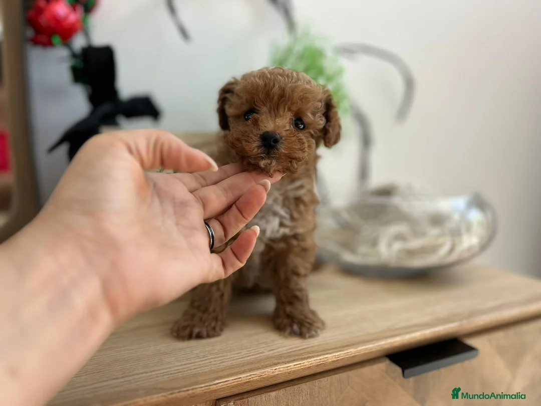 Maltipoo perros en venta: Maltipoo miniatura  - Anuncio 5