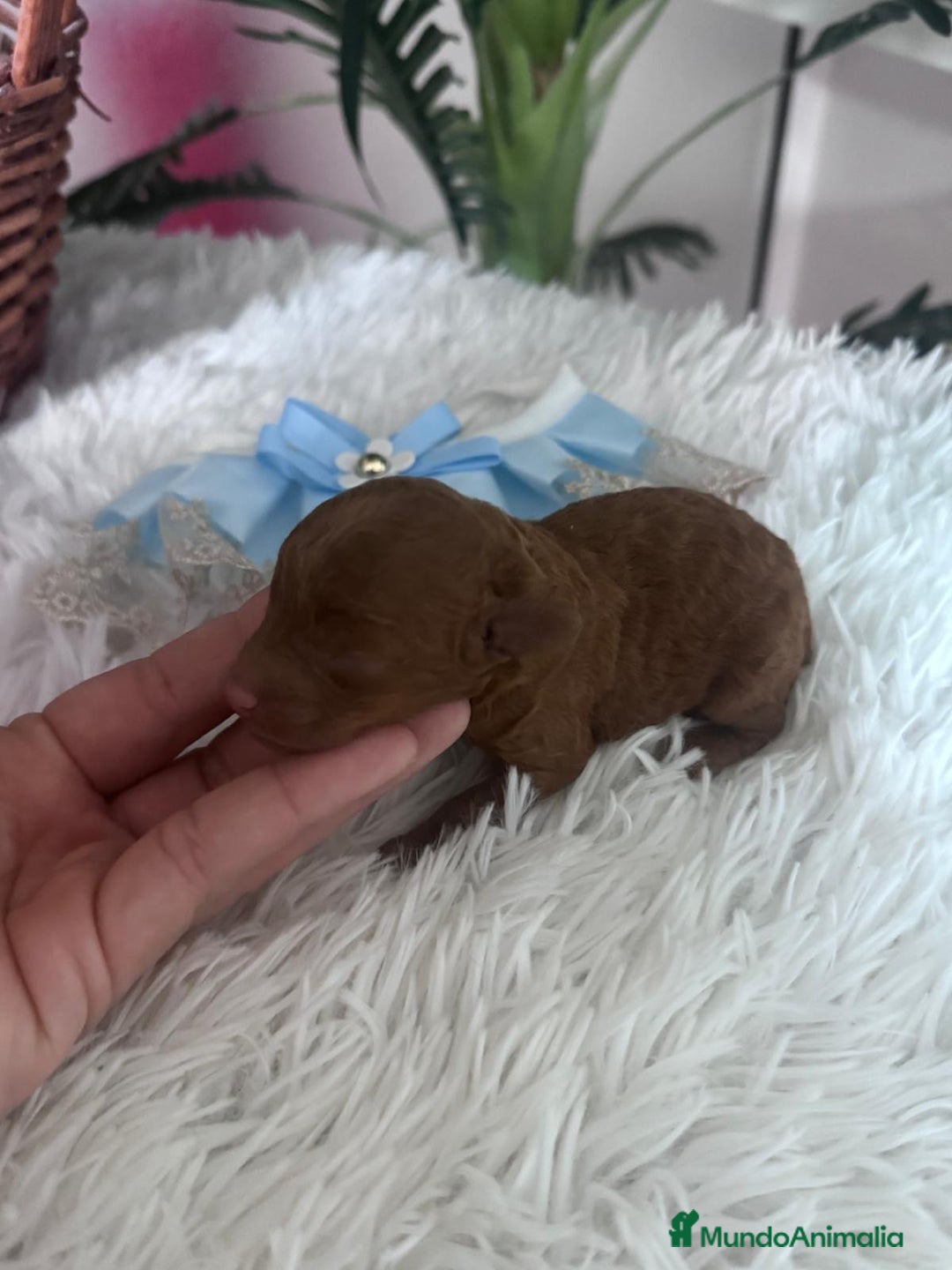 Caniche Toy perros en venta: Caniche rojo - Anuncio 3