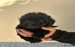 Caniche Toy perros en venta: Caniche toy  - Imagen 3