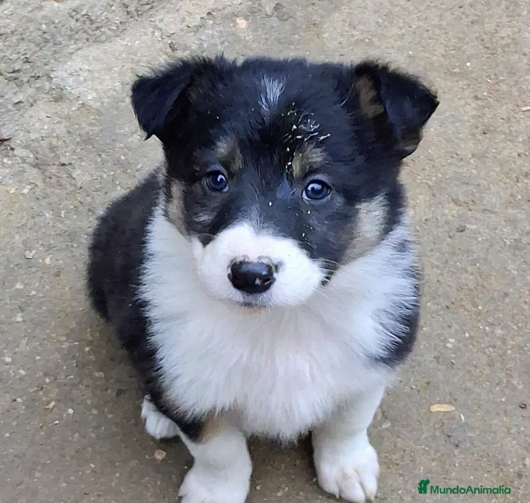 Border Collie perros Boder collie Valdemoro  - Anuncio 1