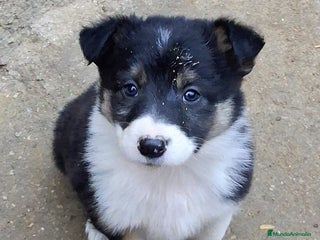 Border Collie perros Boder collie Valdemoro - Anuncio 1