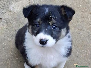 Border Collie perros Boder collie Valdemoro - Anuncio 15