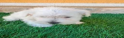 Schnauzer Miniatura perros en venta: Schnauzer miniatura blanco - Anuncio 11