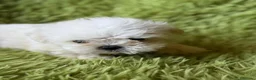 Bichón Maltés perros en venta: BICHÓN MALTES MINI TOY COREANO - Anuncio 5
