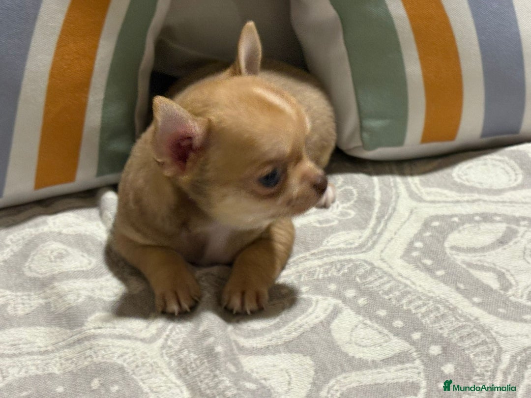 Chihuahua perros en venta: Exclusivos chihuahuas rusos - Imagen 16